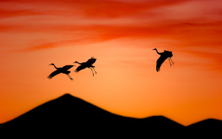 Birds flying sunset mountain clouds - a storybook illustration free wallpaper for desktop