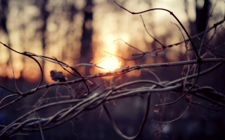 Branch bird sunset moon vines - vine free wallpaper