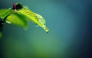 Green leaf water drops blue 2 - a green leaf free wallpaper