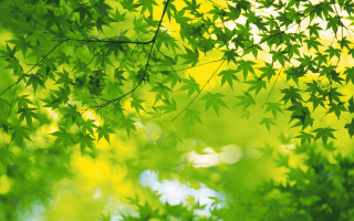 Green tree leaves sunlight autumn - a green tree free wallpaper