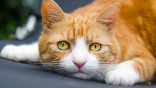 Cat green eye couch superflat - a green eye free wallpaper