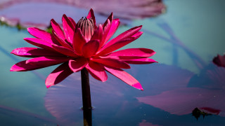 Pink flower water lilypads purple - lily pad free wallpaper
