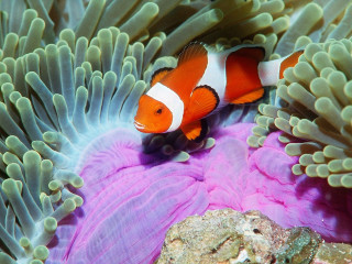 Clown fish hiding anemone coral - neofauvism free wallpaper
