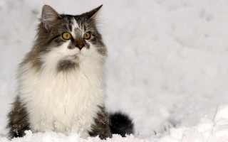 Cat snow sad eyes impressionism - the snow free wallpaper for desktop