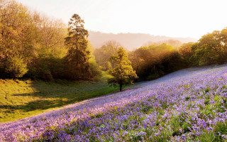Flower field trees hill autumn - the hill free wallpaper