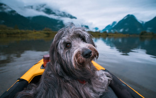 Dog boat mountains cloudy sky - a cloudy sky above free wallpaper