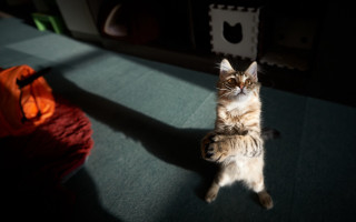 Cat paw camera dark floor - its paw free wallpaper