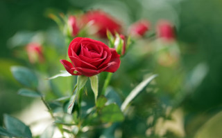 Red rose garden bokeh macro 2 - a red rose free wallpaper