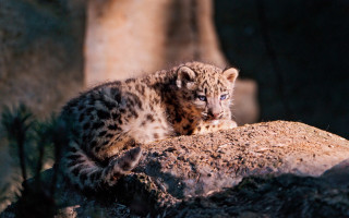 Small leopard rock tree trunk - young free wallpaper