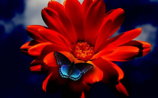 Butterfly red flower blue sky - rich free wallpaper