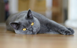 Gray cat yellow eyes curious 3 - boleslaw cybi free wallpaper