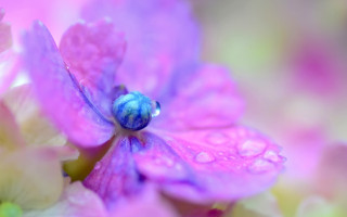 Blue bug purple flower water - a purple flower free wallpaper