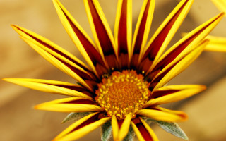 Yellow flower closeup red stripes - petal free wallpaper