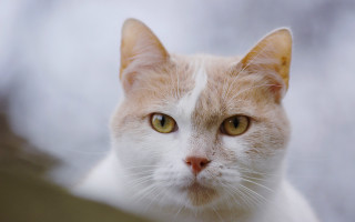 White cat closeup shallow depth - a close up of a cat free wallpaper