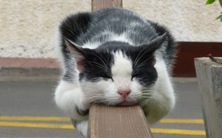 Black and white cat sleeping - outside free wallpaper
