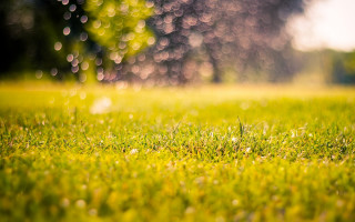 Grass tree rain autumn bokeh - drop free wallpaper
