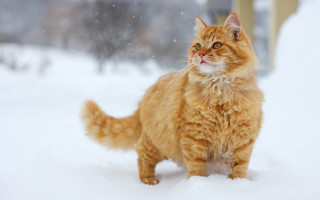 Cat snow standing looking up - winter free wallpaper for desktop