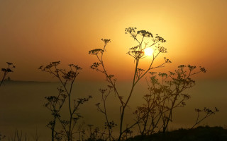 Sunset foggy field plant silhouette - a foggy sky in the background free wallpaper