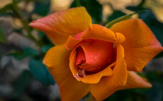 Flower water droplets macro basket - petal free wallpaper
