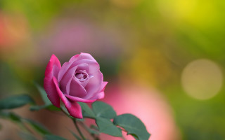 Pink rose vase green leaves - background free wallpaper
