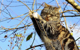 Cat branch reaching white tip - a white tip free wallpaper