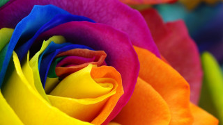 Multicolored rose green yellow red - rich free wallpaper