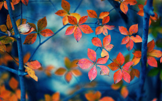 Autumn tree red leaves blue - a microscopic photo free wallpaper