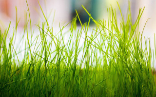 Grass bamboo ecological art macro - andries stock free wallpaper