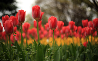 Red tulips yellow background trees - red tulip free wallpaper