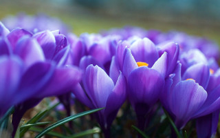 Purple flower green stem yellow - green stem free wallpaper