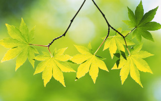 Green leaf plant butterfly flower - art green free wallpaper