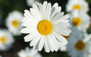 White flower macro blurry background 2 - other flower free wallpaper