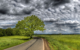 Tree road field cloudy stormy - a lone tree free wallpaper