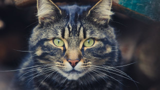 Black cat green eyes rainy - a jigsaw puzzle free wallpaper for desktop