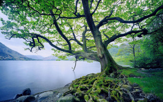 Tree moss water mountains rock - a large rock free wallpaper