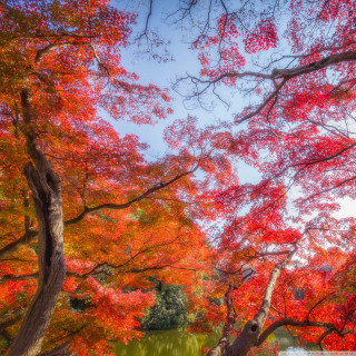 Park bench autumn leaves blue - choi buk free wallpaper