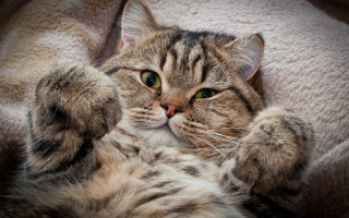 Cat back blanket paws up - a blanket free wallpaper