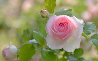 Pink rose green leaves bokeh 4 - a pink rose free wallpaper
