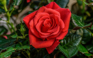 Red rose bokeh macro flower - the edge free wallpaper
