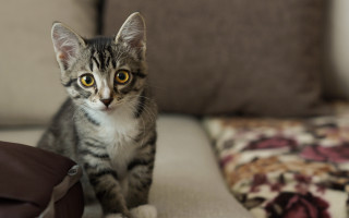 Small cat couch pillow bokeh - a small kitten free wallpaper