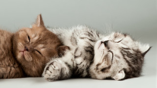 Sleeping cat animals white surface - another cat free wallpaper