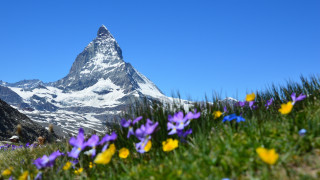 Mountain flowers field blue sky - peak in the background free wallpaper