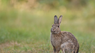 Rabbit grass camera focus beatrix - the camera lense free wallpaper