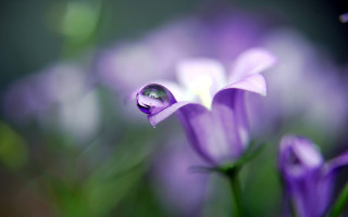 Flower water droplets macro blurry 9 - a close up of a flower free wallpaper