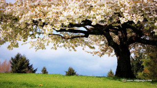Large tree white flowers field 2 - chang daichien free wallpaper