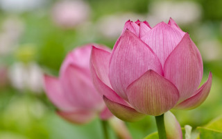 Pink flower green background bokeh - bloom free wallpaper