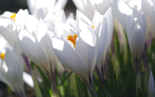 White flowers yellow centers macro - yellow center free wallpaper