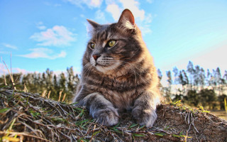 Cat branches grass sky clouds - branch free wallpaper