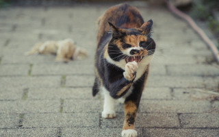 Cat walking brick path laying 2 - viennese actionism free wallpaper