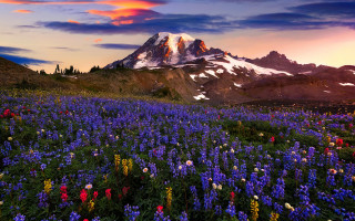 Snowy mountain flower sunset cityscape - covered free wallpaper